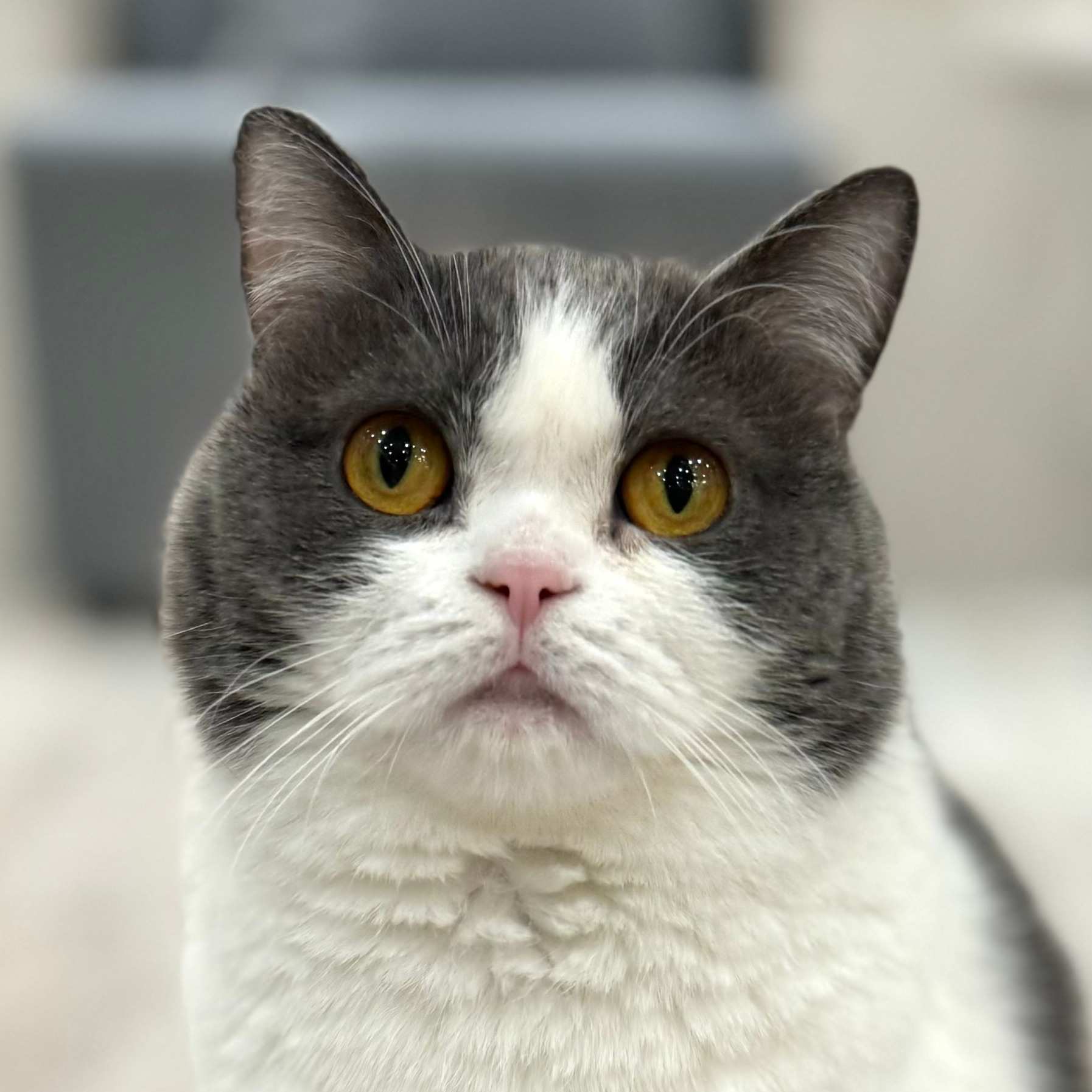 町田ジョルナ店 美桜